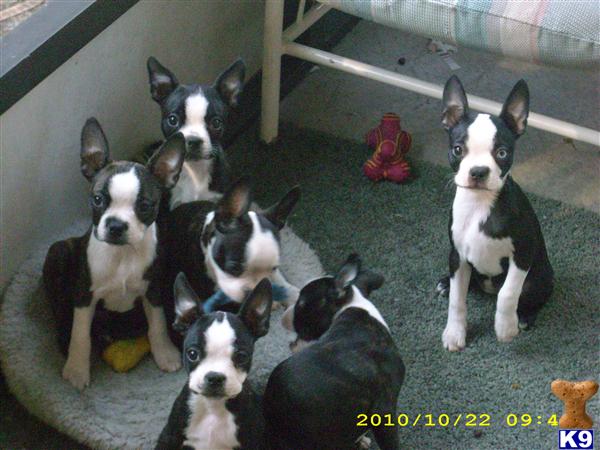 Boston Terrier Puppies in FL
