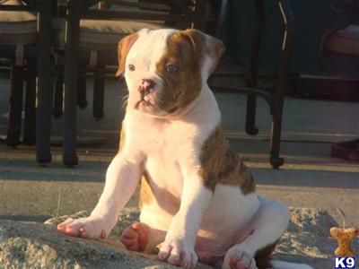American Bulldog Puppies for Sale