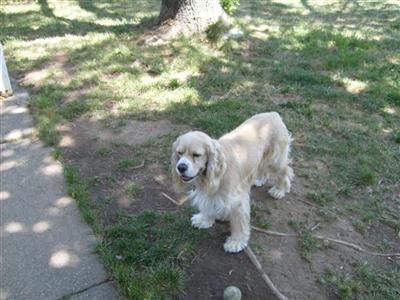 Stud Dogs in CA