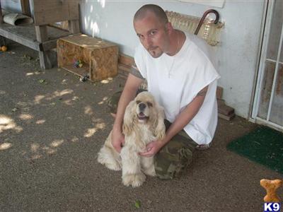 Stud Dogs - Cocker Spaniel