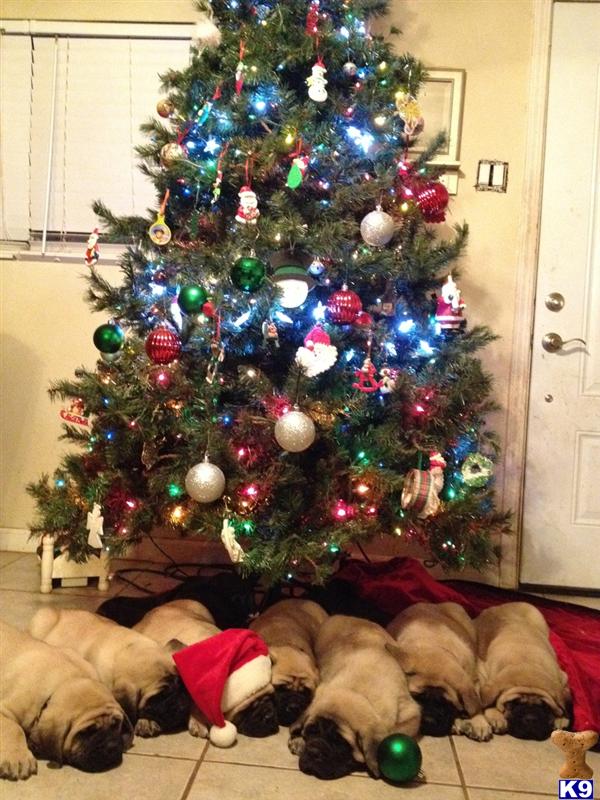 Mastiff Puppies