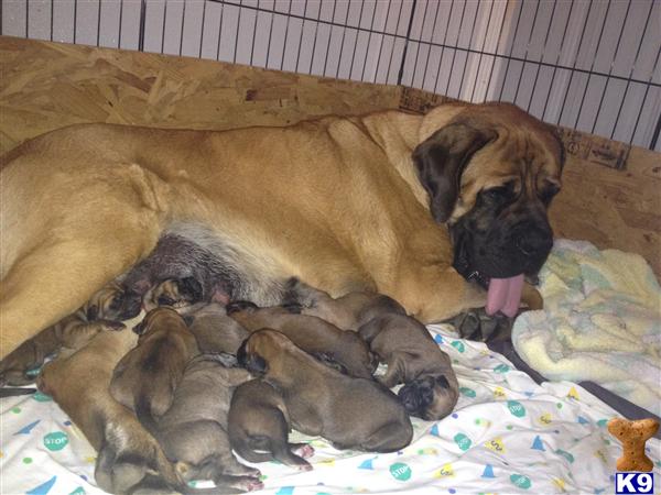 Puppies in Cherry valley