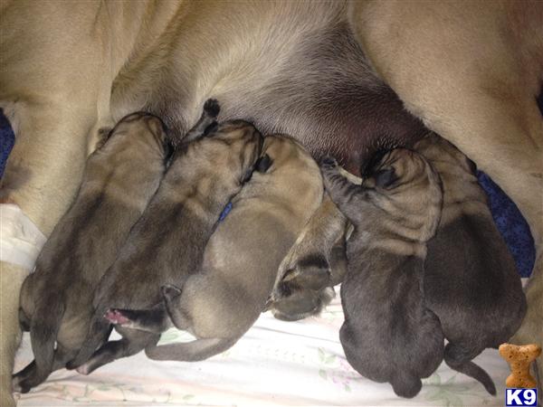 Puppies in Cherry valley