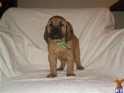 Bloodhound Puppies for Sale