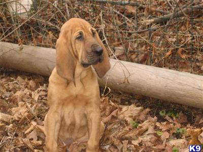Bloodhound Puppies for Sale