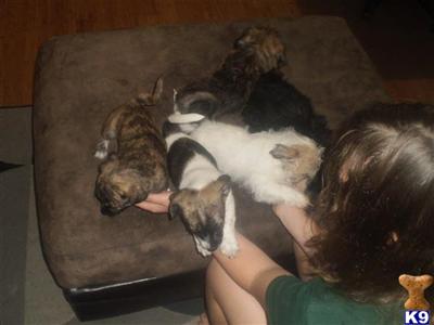 Puppies in WA