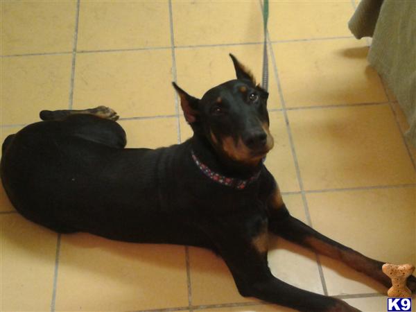 Doberman Pinscher dog