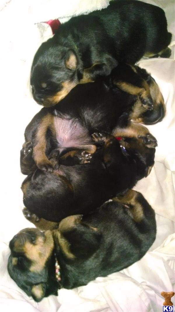 puppies for sale in springfield ma document moved puppies for sale in springfield ma document moved