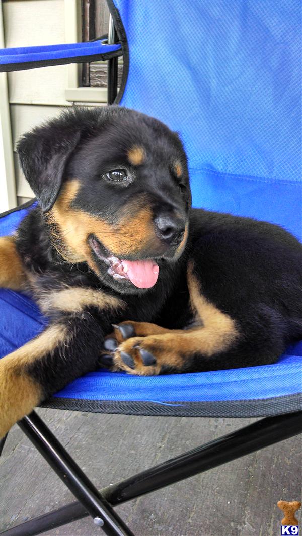 puppies for sale in springfield ma document moved puppies for sale in springfield ma document moved