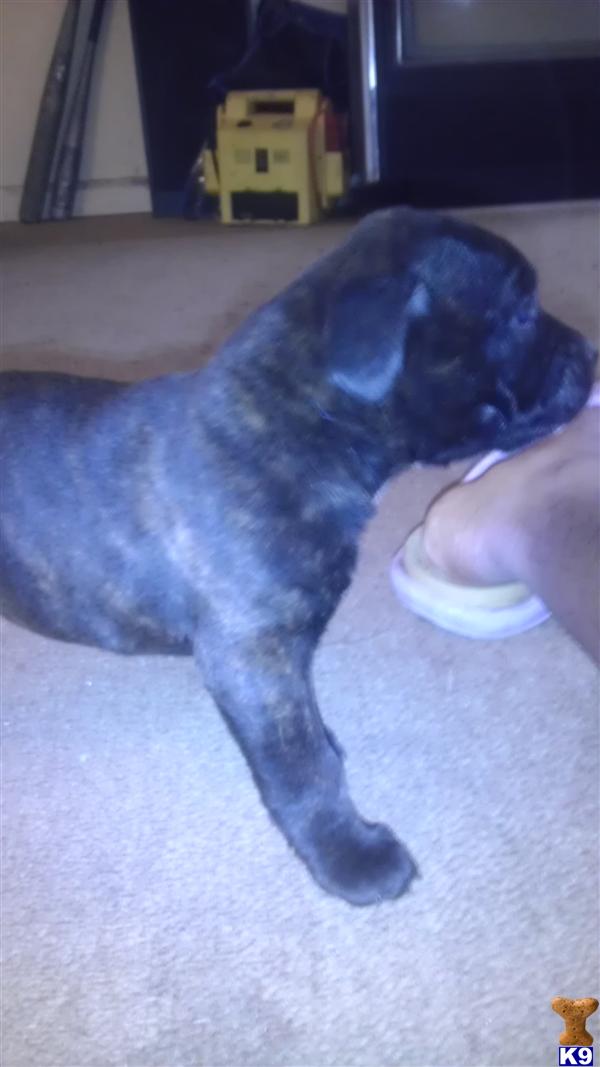 Puppies in IN