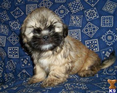 Hypoallergenic Dogs