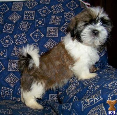 Hypoallergenic Dogs
