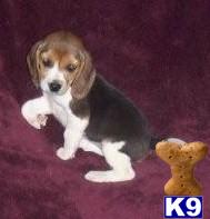 Beagle Puppies for Sale