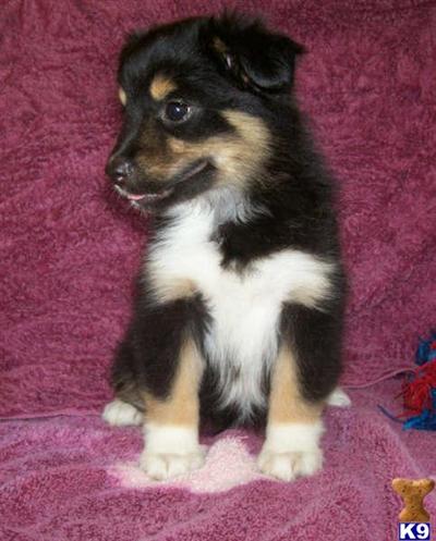Puppies in MO