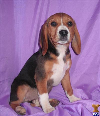 Beagle Puppies for Sale
