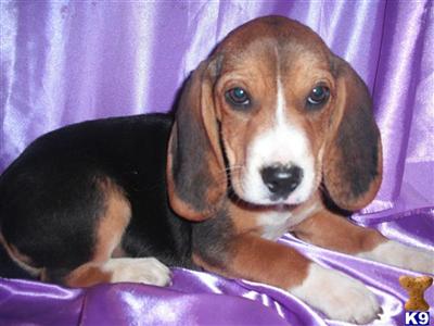 Beagle Puppies for Sale