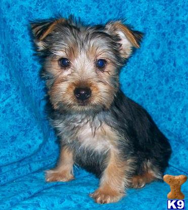 Silky Terrier Puppies