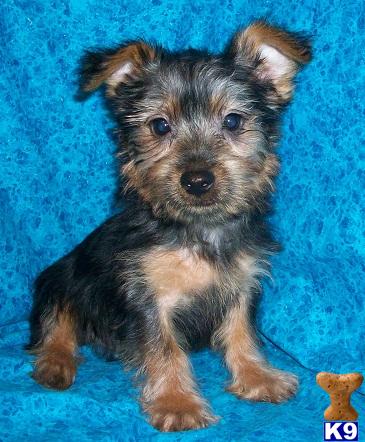 Silky Terrier Puppies