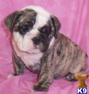 English Bulldog Puppies for Sale
