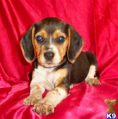 Beagle Puppies for Sale