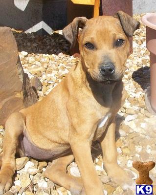 Rhodesian Ridgeback Puppies for Sale