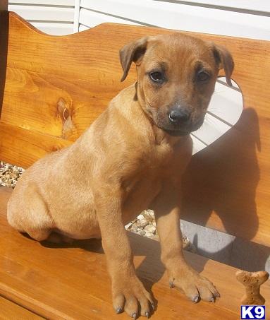 Rhodesian Ridgeback Puppies for Sale