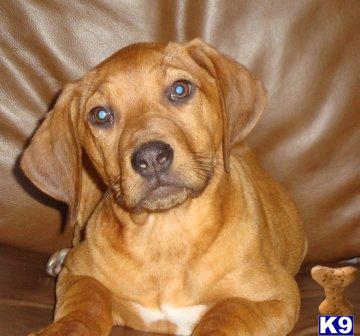 Rhodesian Ridgeback Puppies for Sale
