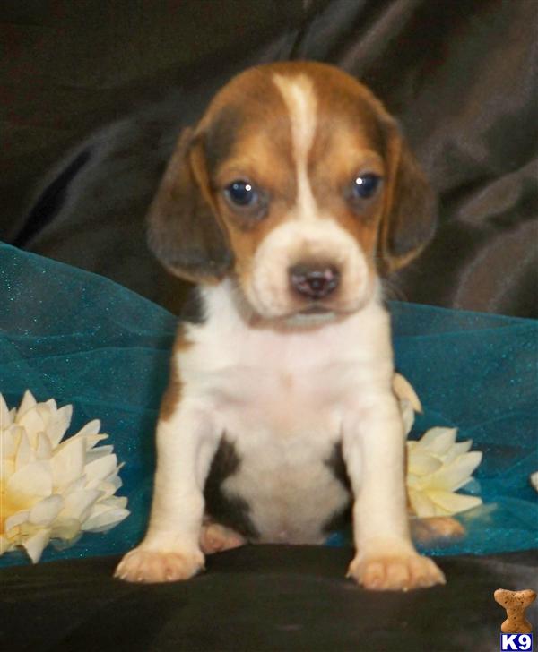 Beagle Puppies for Sale