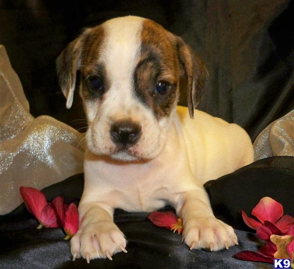 Beagle Puppies for Sale