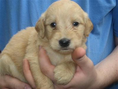 Goldendoodles Puppies for Sale