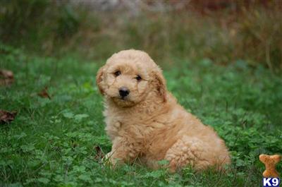 Puppies in GA