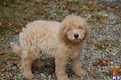 Puppies in GA
