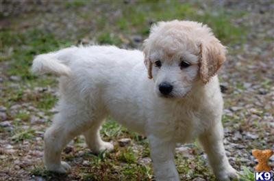Puppies in GA