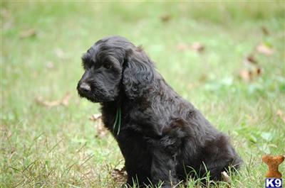 Puppies in GA