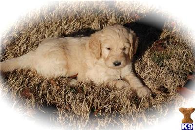 Dogs - Goldendoodles