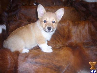 Pembroke Welsh Corgi Puppies for Sale