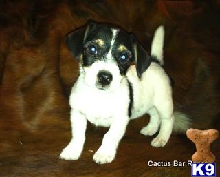 Jack Russell Terrier Puppies