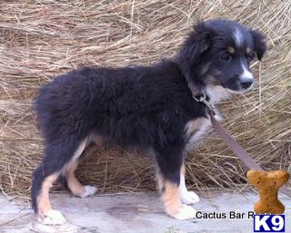 Miniature Australian Shepherd Puppies