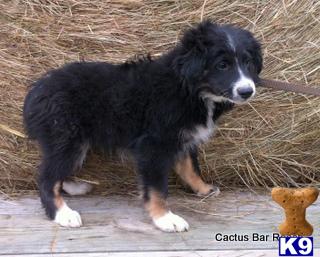 Miniature Australian Shepherd Puppies
