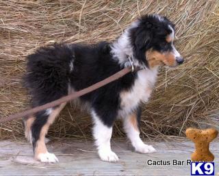 Miniature Australian Shepherd Puppies