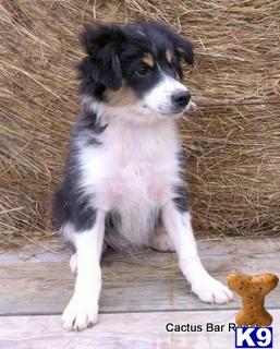 Miniature Australian Shepherd Puppies