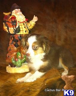 Miniature Australian Shepherd Puppies