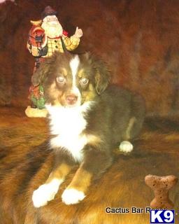 Miniature Australian Shepherd Puppies
