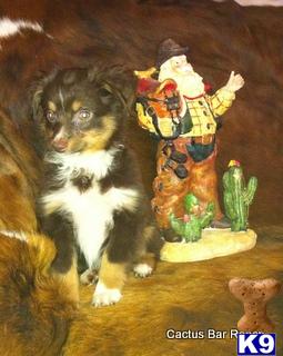 Miniature Australian Shepherd Puppies