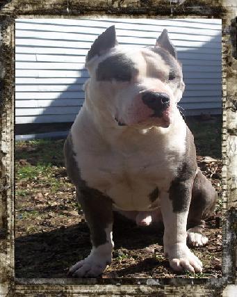 Stud Dogs in IL