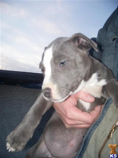 Puppies in IL