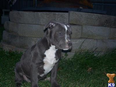 Puppies in IL