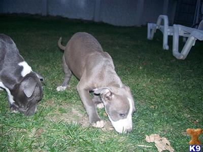 Puppies in IL