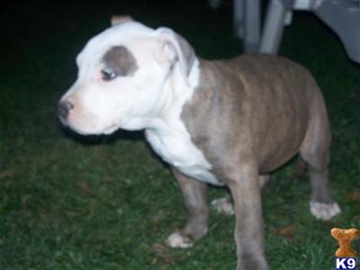 Puppies in IL