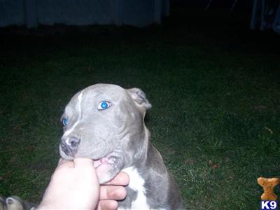 Puppies in IL